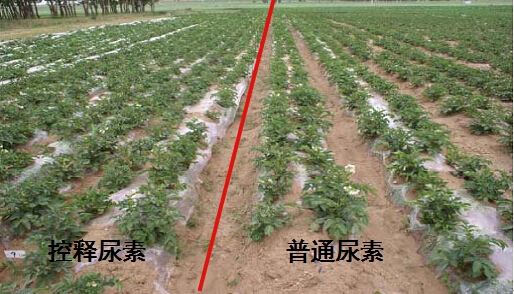 深夜在线视频緩釋尿素在馬鈴薯上的肥效對比