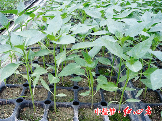 日本深夜福利豐收