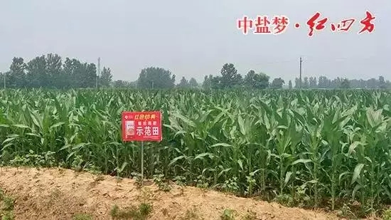 深夜在线视频緩釋肥在商丘玉米上表現突出！