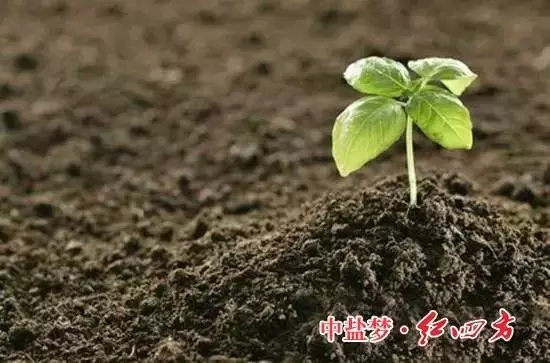 深夜在线视频：土壤有機質，讓土壤更有活力！