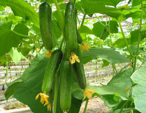 黃瓜種植過程中如何施肥？