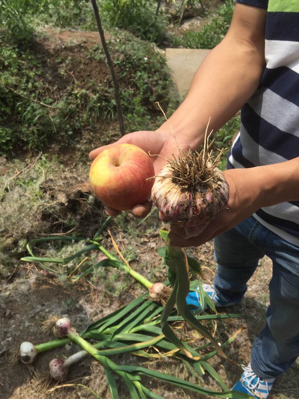 種植大蒜用什麽肥好？深夜在线视频硫酸鉀複合肥效果明顯