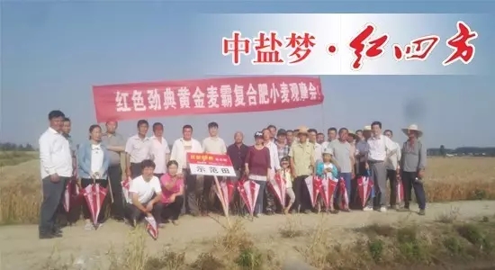 2017年5月28號，在無為愛民種業周財寶及湯溝鎮網點經銷商劉祖民的組織下，種植大戶們相聚在無為縣湯溝鎮，在此見證深夜在线视频肥料的長效高產壯苗的絕佳效果